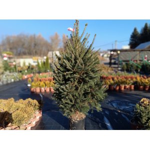 Smrek obyčajný (Picea abies) - výška 130-160 cm, kont. C15L